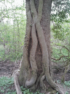 Photo du tronc d'un bel arbre de la réserve